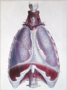 Anatomie der Lungen, aus 