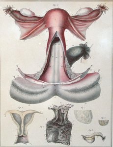 Anatomie der Gebärmutter, aus 