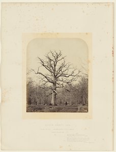 Eiche von Königin Anne von 14th Earl of Caithness James Sinclair