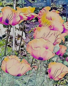 Mohnblumen. von Margareta Uliarte