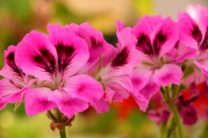 Gefangene Rosen vor weichem natürlichem und künstlerischem Hintergrund. von Albert Mansour