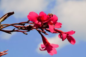 Gefangene Rosen vor weichem natürlichem und künstlerischem Hintergrund.