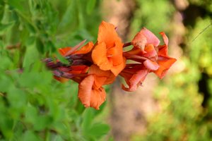 Gefangene Rosen vor weichem natürlichem und künstlerischem Hintergrund.