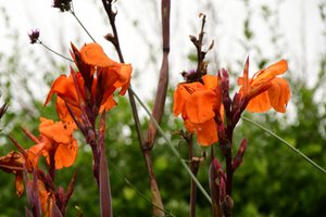 Gefangene Rosen vor weichem natürlichem und künstlerischem Hintergrund