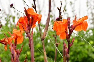 Gefangene Rosen vor weichem natürlichem und künstlerischem Hintergrund