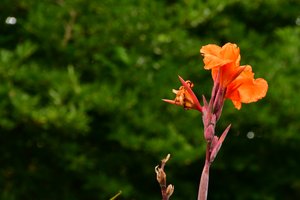 Gefangene Rosen vor weichem natürlichem und künstlerischem Hintergrund