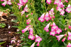 Gefangene Rosen vor weichem natürlichem und künstlerischem Hintergrund