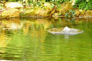 Wasserreflexion