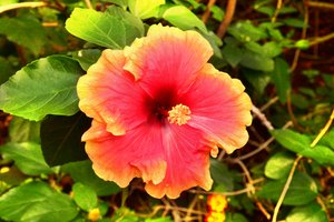 Florale Kunst von Albert Mansour