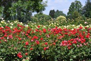 Blumenkunst im Ölmalstil von Albert Mansour