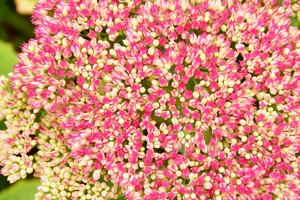 Blumenfeinmalerei im Ölmalstil von Albert Mansour