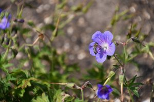 Blumenbild in Ölmalerei-Stil