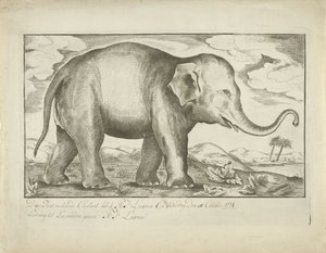 Elefant