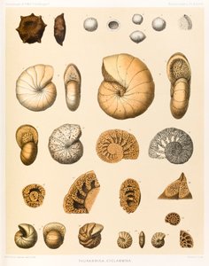 Thurammina-Cyclammina (Foraminifera PL. XXXVII) aus „Die Reise der HMS Challenger 1873-76“ veröffentlicht 1884