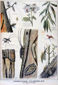 Schädliche Insekten, die Wälder zerstören, 1897 von A Clement