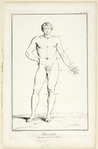 Design: Allgemeine Proportionen des Mannes, aus Encyclopédie von A. J. Defehrt