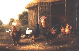 Hühner und Enten in einem Bauernhof