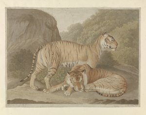 Zwei Tiger in einer Landschaft