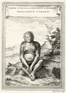 Illustration des Orang-Outang, präsentiert an Friedrich Heinrich, Prinz von Oranien, 1750