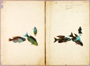 FISCH, Studienmappe für das Buch Concealing Coloration in the Animal Kingdom von Abbott Handerson Thayer