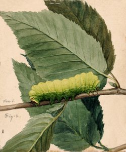 Mondraupe, Studie für das Buch Concealing Coloration in the Animal Kingdom, n.d. von Abbott Handerson Thayer