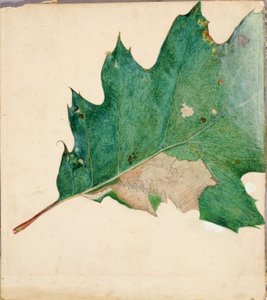 Oligocentra Lignicolor, Walker, Studie für das Buch Concealing Coloration in the Animal Kingdom von Abbott Handerson Thayer