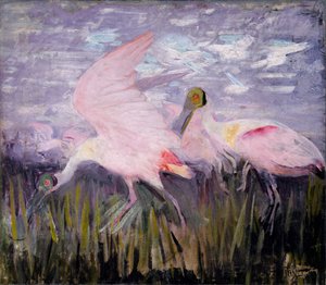 Rosalöffler, Studie für das Buch Concealing Coloration in the Animal Kingdom, ca. 1905-1909