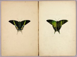 Urania-Falter, Studienmappe für das Buch Verbergende Färbung im Tierreich von Abbott Handerson Thayer