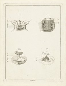 Durchschnitte von Pflanzen von Abraham Delfos