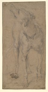 Studie eines Hundes von Abraham Hondius
