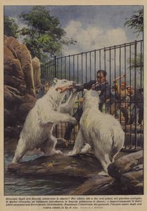 Von Eisbären durch die Gitterstäbe zerrissen!