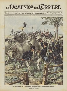 Ein neues System zur Landinvasion bei Rom, die Ochsen werden auf die Truppen getrieben von Achille Beltrame