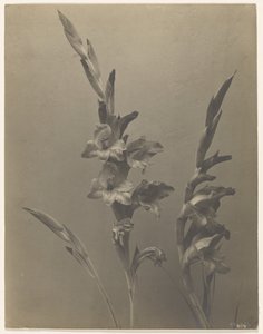 Gladiole
