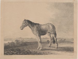 Pferd steht auf einem Feld im Profil nach links von Adam von Bartsch