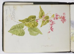 Skizzenbuch mit Aquarellen, Zeichnungen und Notizen, Mexiko, 1896-1898