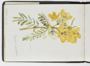 Skizzenbuch mit Aquarellen, Zeichnungen und Notizen, Mexiko, 1896-1898 von Adela Breton