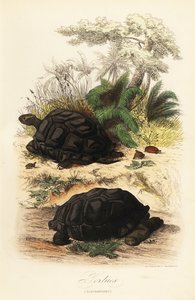 Aldabra-Riesenschildkröte, Aldabrachelys gigantea, gefährdet von Adolph (after) Fries