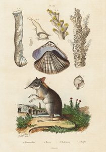 Elefantenspitzmaus, Muschel und Korallen, 1834-1839 von Adolph (after) Fries