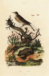 Wiesenpieper und Surinamkröte