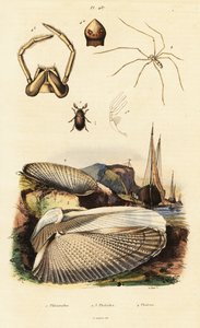 Bohrmuschel, Muschel, Käfer und Spinne von Adolph (after) Fries