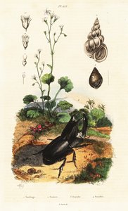 Nashornkäfer, Schnecke und Steinbrech