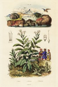 Meeresschnecken und Tabakpflanze, 1834-1839 (Gravur)