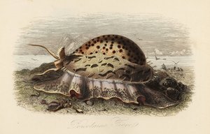 Tigerschnecke, Cypraea tigris von Adolph (after) Fries