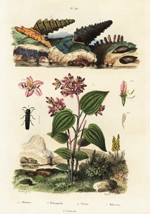 Trompetenschnecken, Soldatenkäfer und Clidemia, 1834-1839 (Gravur) von Adolph (after) Fries