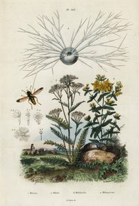 Schafgarbe, Johanniskraut, Foraminiferen und Schwebfliege, 1834-1839 (Gravur) von Adolph (after) Fries