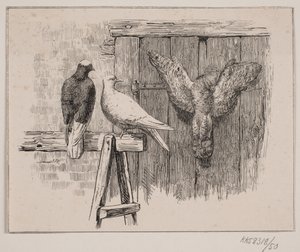 Die Tauben