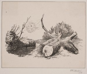 Die Spinne von Johan Adolph Kittendorff