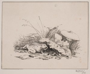 Die Kröte von Johan Adolph Kittendorff