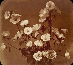 Blumenstudie, Rose von Sharon