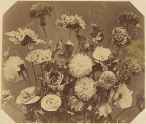 [Blumen]